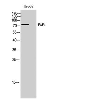 FAF1 Rabbit Polyclonal Antibody | 兔多抗 | EnkiLife恩玑生命