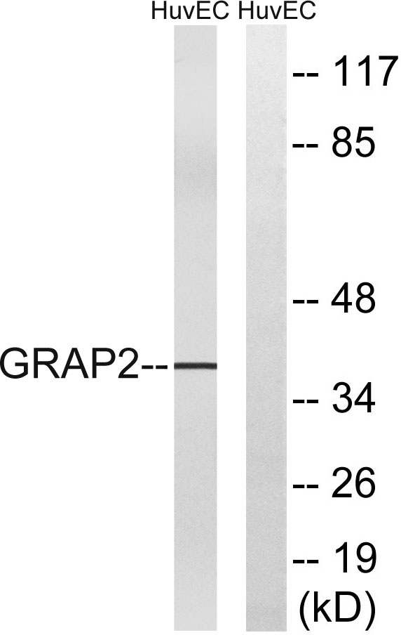 Gads Rabbit Polyclonal Antibody | 兔多抗 | EnkiLife恩玑生命