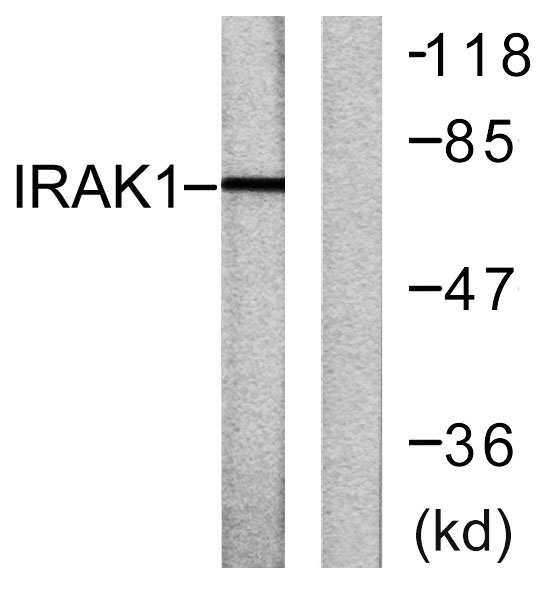 IRAK-1 Rabbit Polyclonal Antibody | 兔多抗 | EnkiLife恩玑生命