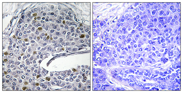 IRF-3 Rabbit Polyclonal Antibody | 兔多抗 | EnkiLife恩玑生命