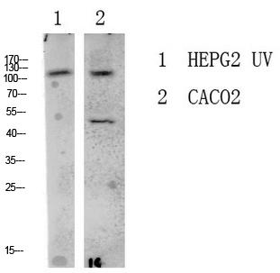 LATS1/2 Rabbit Polyclonal Antibody | 兔多抗 | EnkiLife恩玑生命