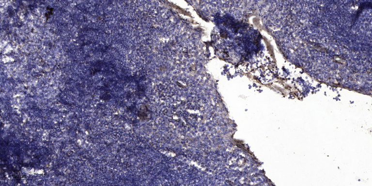 MUC5B Rabbit Polyclonal Antibody | 兔多抗 | EnkiLife恩玑生命