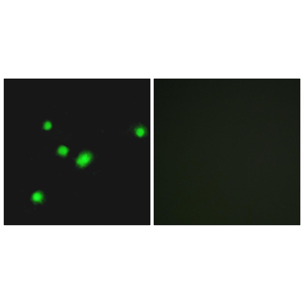 MYH Rabbit Polyclonal Antibody | 兔多抗 | EnkiLife恩玑生命