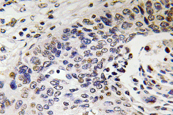 NF-H Rabbit Polyclonal Antibody | 兔多抗 | EnkiLife恩玑生命