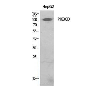 PI 3-Kinase p110δ Rabbit Polyclonal Antibody | 兔多抗 | EnkiLife恩玑生命