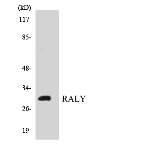 Raly Rabbit Polyclonal Antibody | 兔多抗 | EnkiLife恩玑生命