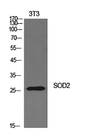 SOD-2 Rabbit Polyclonal Antibody | 兔多抗 | EnkiLife恩玑生命