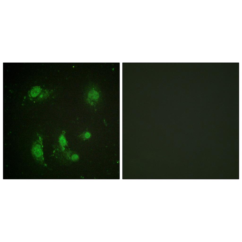 Survivin Rabbit Polyclonal Antibody | 兔多抗 | EnkiLife恩玑生命