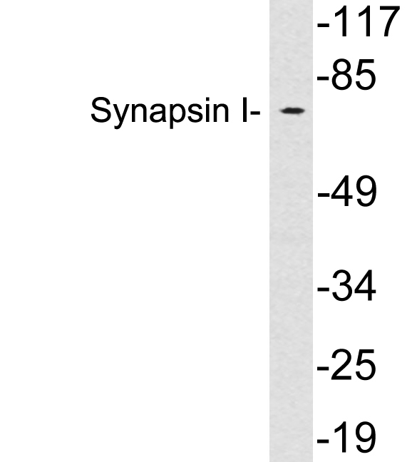 Synapsin-1 Rabbit Polyclonal Antibody | 兔多抗 | EnkiLife恩玑生命