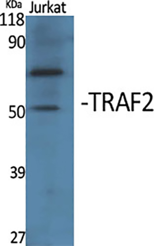 TRAF2 Rabbit Polyclonal Antibody | 兔多抗 | EnkiLife恩玑生命