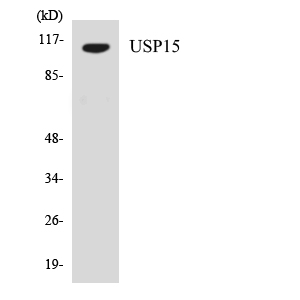 USP15 Rabbit Polyclonal Antibody | 兔多抗 | EnkiLife恩玑生命