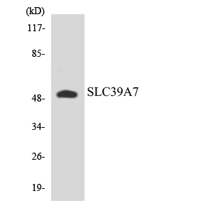 ZIP7 Rabbit Polyclonal Antibody | 兔多抗 | EnkiLife恩玑生命