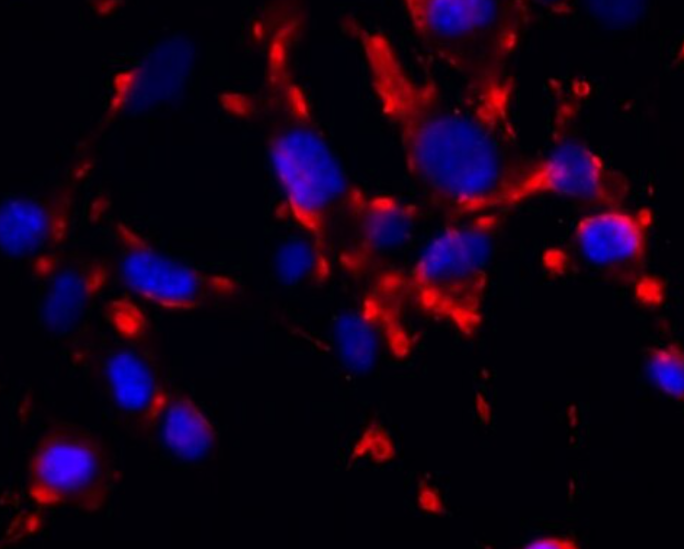 大鼠视网膜muller细胞