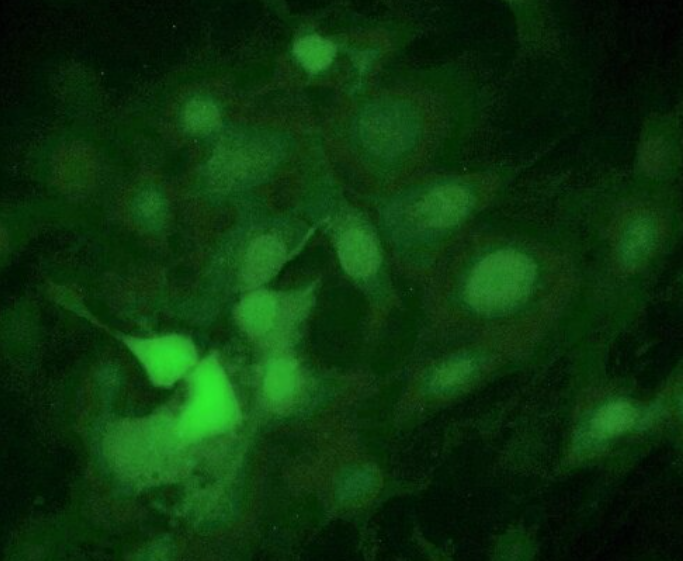 大鼠胰岛细胞瘤细胞INS-1