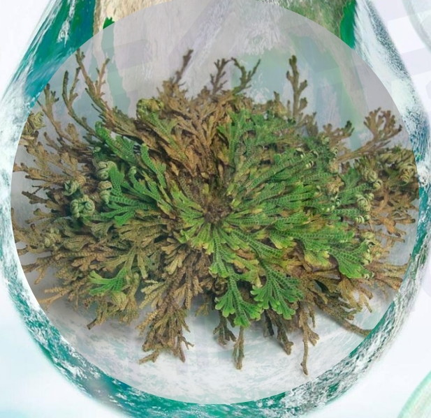 甘油葡糖苷(复活草提取物)高纯2-αGG