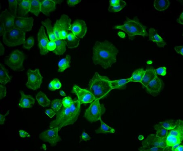 SD大鼠星形胶质细胞