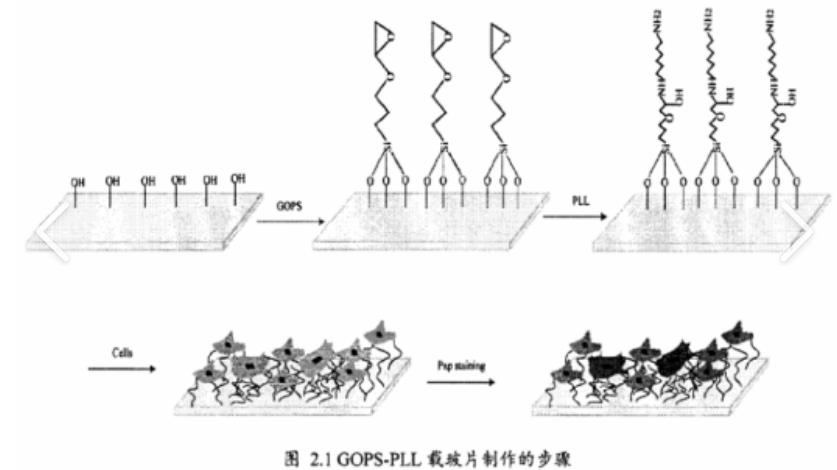 多聚赖氨酸修饰玻片，Polylysine modified glass slide，多聚赖氨酸（P-L-L）功能化生物芯片，Poly-L-lysine-Prep Slides防脱磨砂玻片