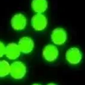 羧基修饰的绿色聚苯乙烯彩色微球1um