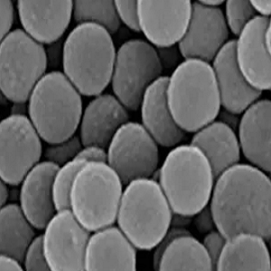 SA-coated fluorescent microspheres，SA修饰荧光微球150nm