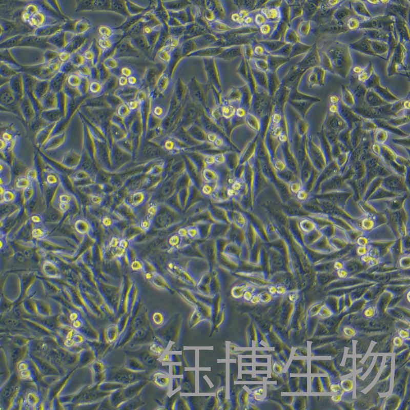 DCS（小鼠树突状细胞肉瘤细胞）YB-75706MC