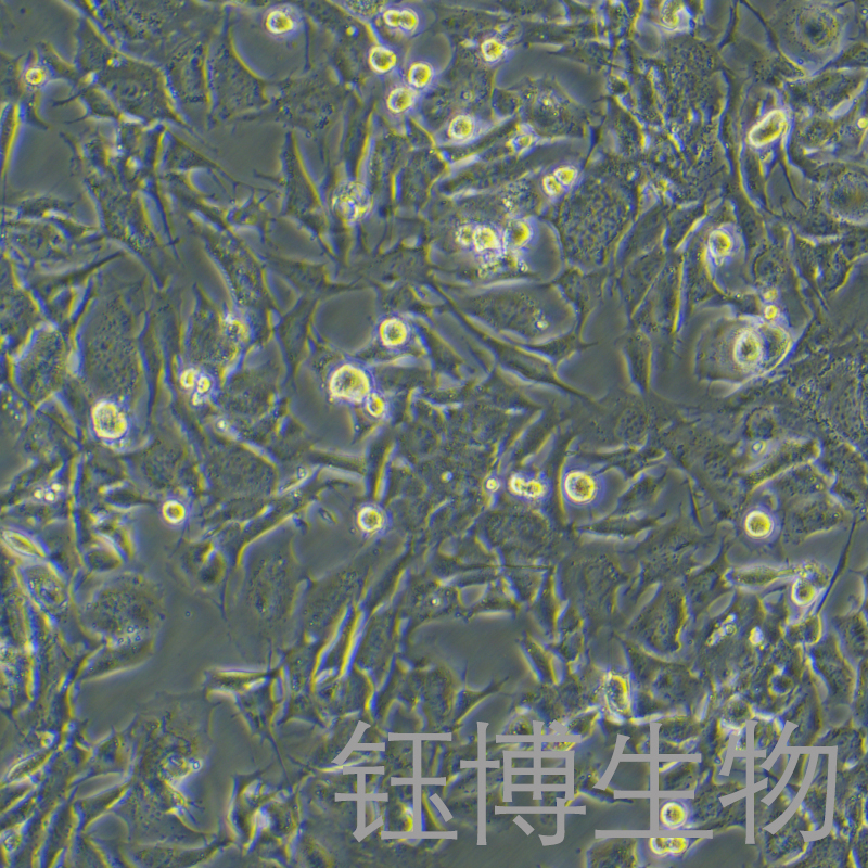 GL261+LUC(小鼠胶质瘤细胞带荧光素酶)YB-7020MC-L