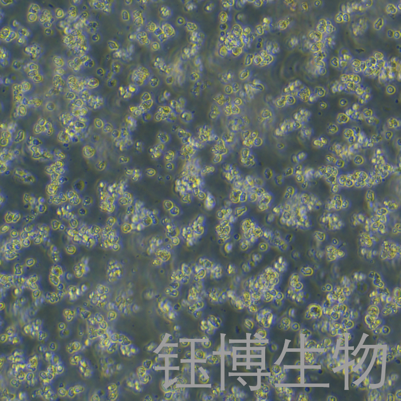 Mo7e（人巨细胞白血病细胞）YB-75819HC