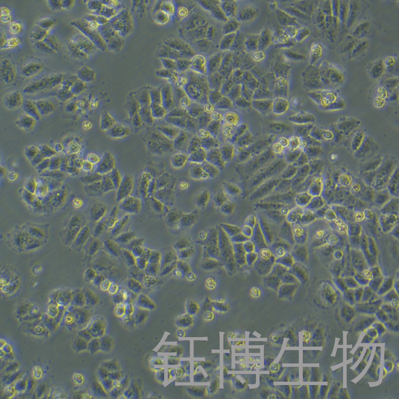 NCI-H460/cis（人大细胞肺癌顺铂耐药株）YB-71299HCR
