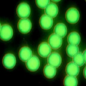 绿色二氧化硅微球,Green SiO2 Microspheres