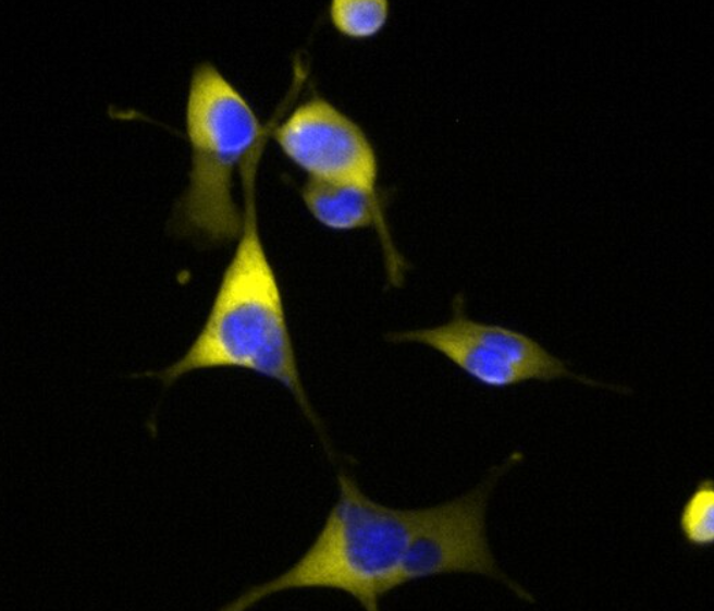 小鼠淋巴管内皮细胞