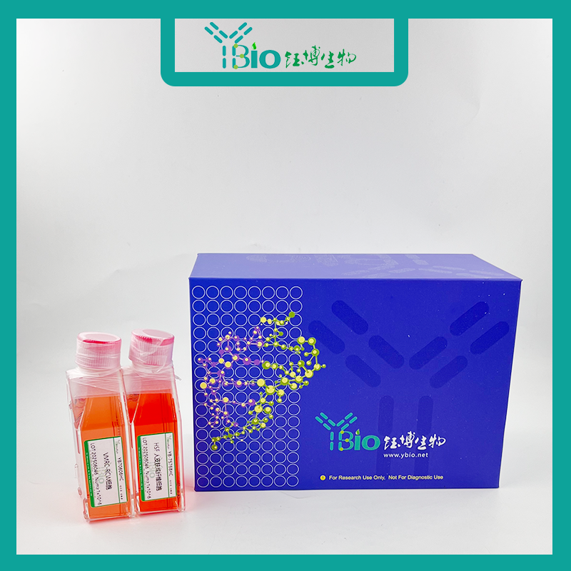 THP-1-GFP（人单核白血病细胞带绿色荧光）YB-71233HC-G