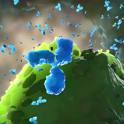 人Her2 / ErbB2蛋白, Tag Free