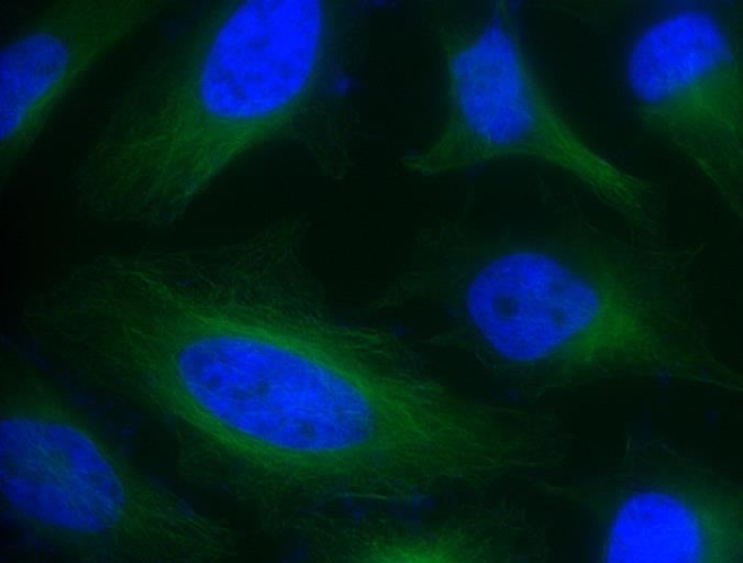 FITC-胱氨酸，FITC-cystine，荧光素异硫氰酸酯标记胱氨酸，FITC-labeled Cystine
