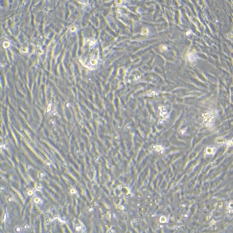 人胰腺癌细胞永生化 YB-75931HIC