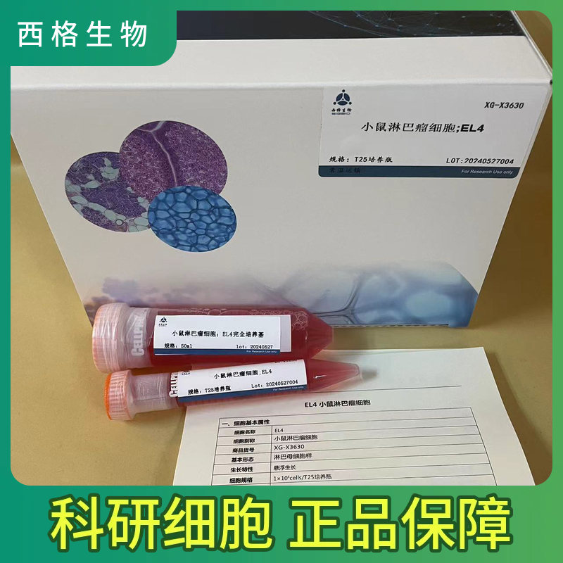 NCI-H520人肺鳞癌细胞