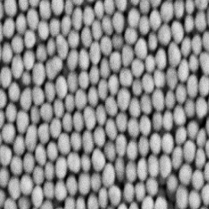 链霉亲和素修饰金纳米颗粒，Streptavidin-conjugated gold nanoparticles