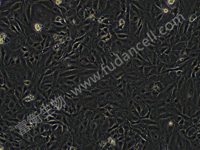 小鼠胚胎成骨细胞前体细胞；MC3T3-E1(种属鉴定)