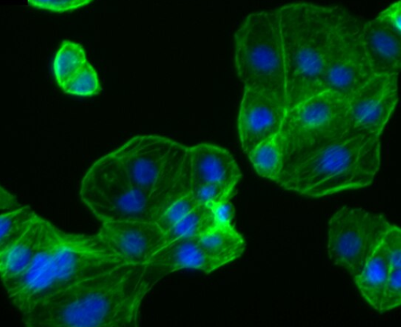 小鼠羊膜胚胎细胞