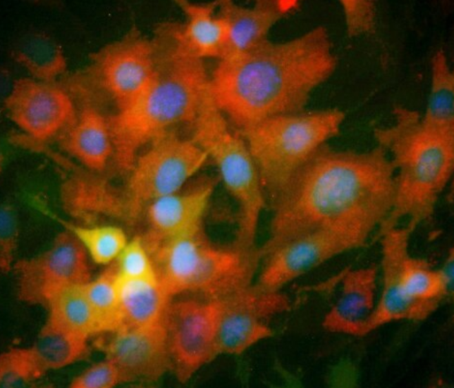 兔小肠血管内皮细胞