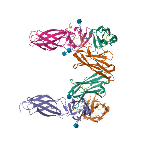 小鼠IL-31RA蛋白, Fc Tag