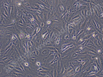 小鼠前脂肪胚胎成纤维细胞；3T3-L1(种属鉴定)