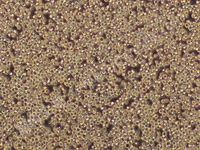 人原髓细胞白血病细胞；HL-60