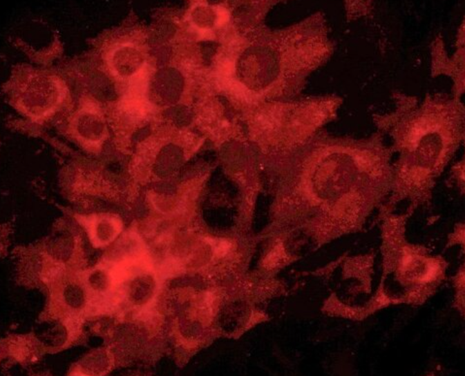 小鼠骨髓单核细胞