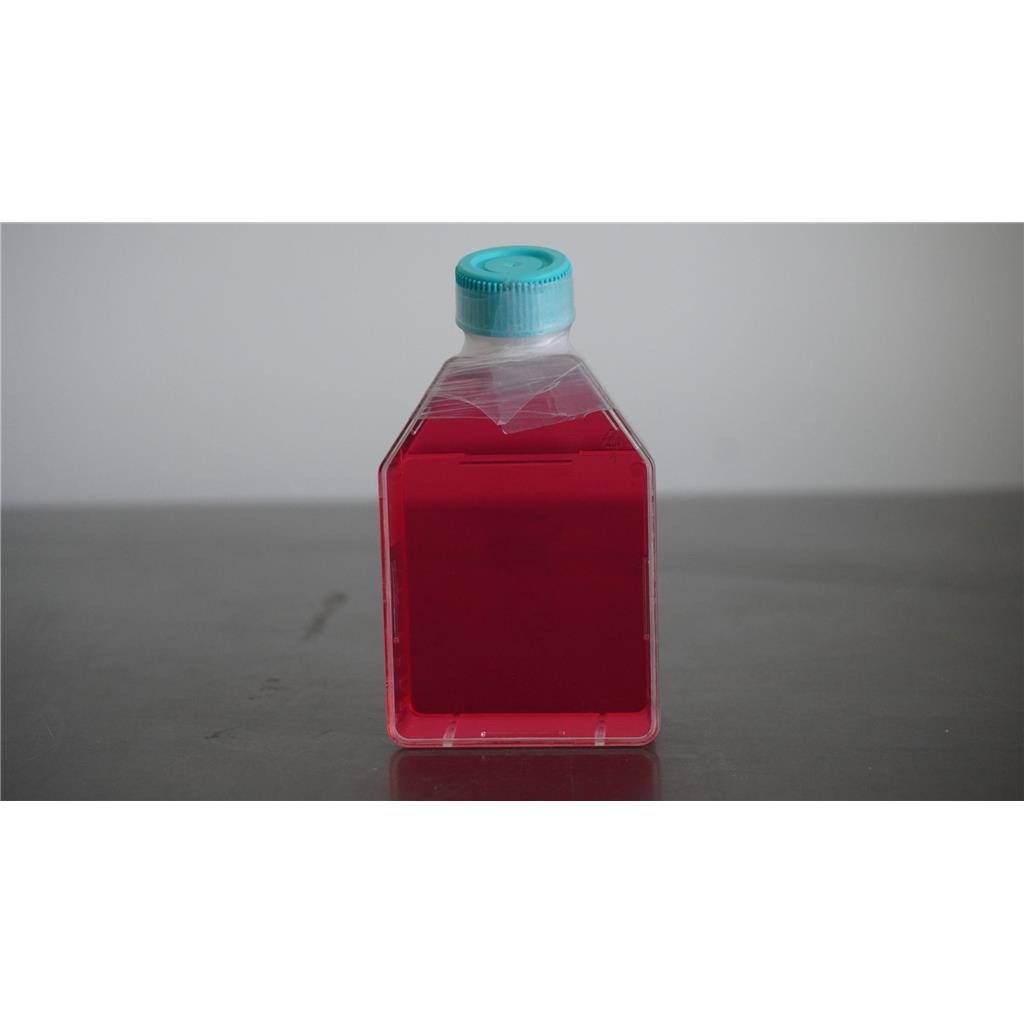 人乳腺癌细胞；MDA-MB-231 (STR)