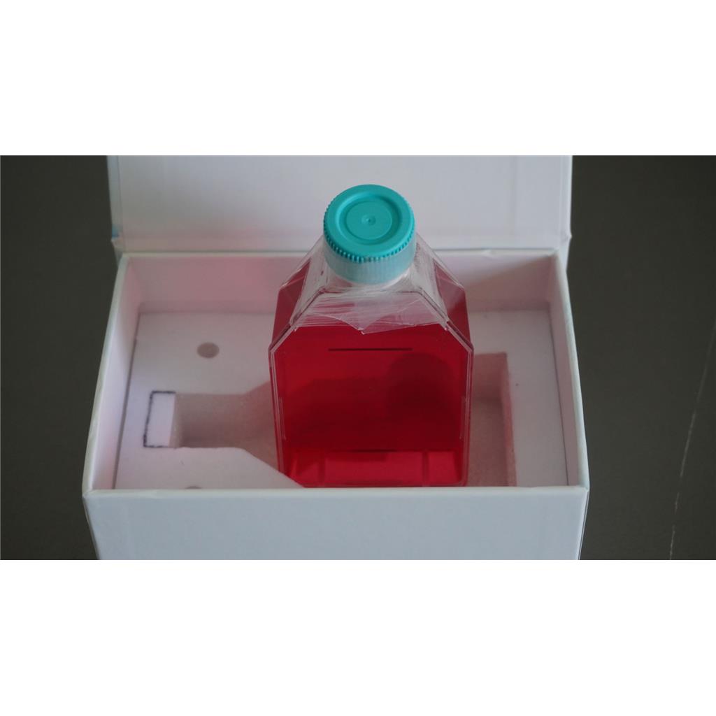 人乳腺癌细胞；MDA-MB-231 (STR)