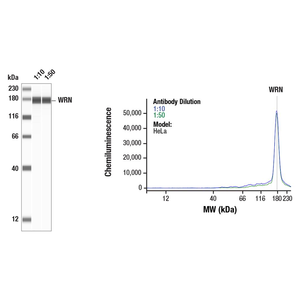 WRN (8H3) 小鼠单克隆抗体