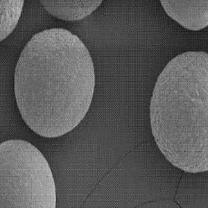 Aminated Magnetic Beads，氨基磁珠200nm