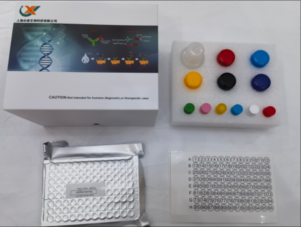 小鼠甲基CpG结合蛋白2 (MECP2) ELISA试剂盒