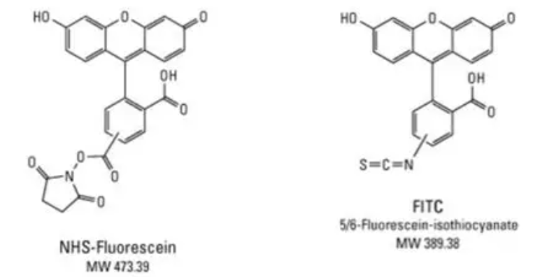 FITC-DL-高半胱氨酸，FITC-DL-Homocysteine，FITC-DL-Hcy，荧光素异硫氰酸酯 - DL - 高半胱氨，FITC 标记的 DL - 高半胱氨酸