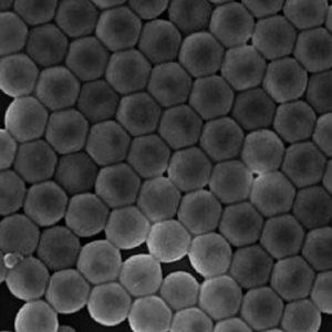 BSA蛋白修饰聚丙烯微球，BSA PP Particles