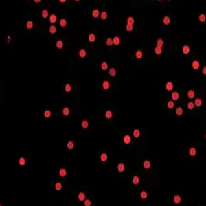 蓝色荧光修饰的聚乙烯醇微球，Orange PVA Fluorescent Particles